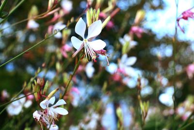 Low angle view of white flowers blooming on tree