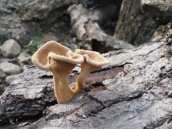 Close-up of mushroom growing on rock