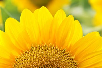 Close-up of yellow flower blooming outdoors