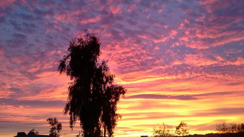 Silhouette of trees at sunset