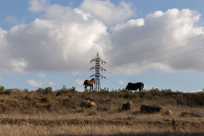 Horses on field against sky