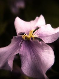 Close-up of white flower