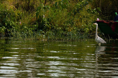 Bird perching on a lake