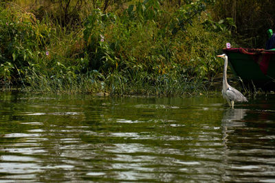 Bird perching on a lake