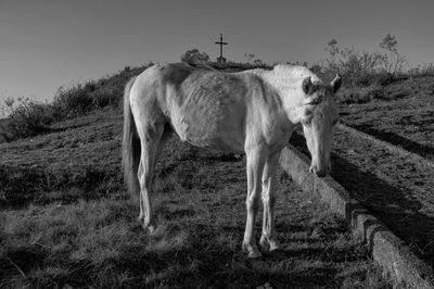 A horse grazes atop a hill in the scenic colonial village of ouro preto in minas gerais, brazil.