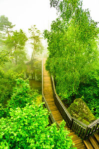 Plants and trees in park