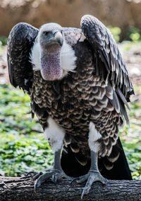 Close-up portrait of owl