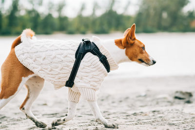 Basenji dog run on a river shore in autumn wearing white sweater.