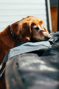 Golden retriever with head resting on edge of trampoline.