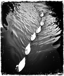 Reflection of trees in water