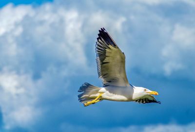 Low angle view of seagull flying