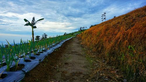 Footpath amidst plants in farm against sky