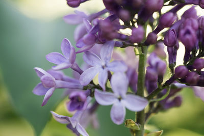 Close-up of purple flowers