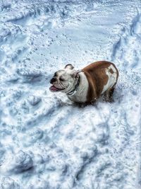 High angle view of dog in snow