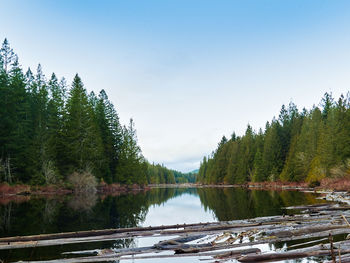 Scenic view of lake in forest against clear sky