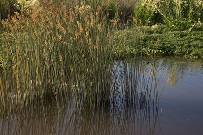 Grass growing by lake