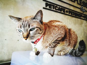 Close-up portrait of a cat