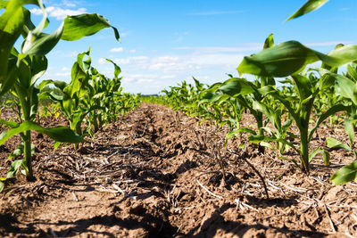 Plants growing on field