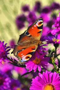 Close-up of butterfly on purple flowers
