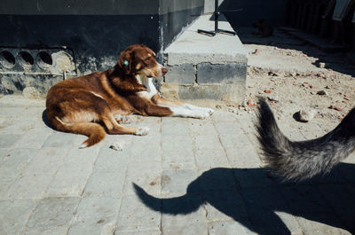 Dog sitting on floor