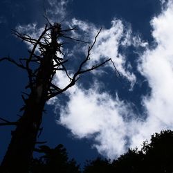 Low angle view of bare tree against sky