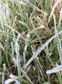 Close-up of plants on field