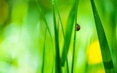 Close-up of ladybug on grass