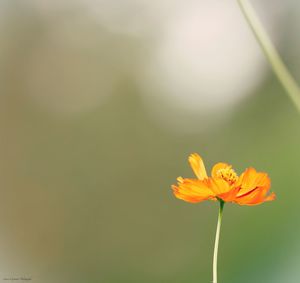 Close-up of yellow flowering plant