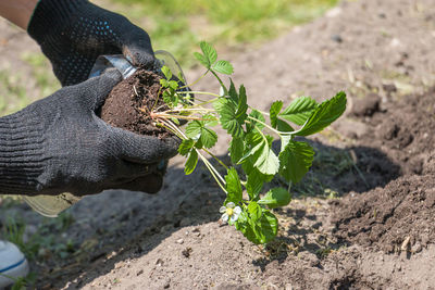 Cropped hand planting seedling on field