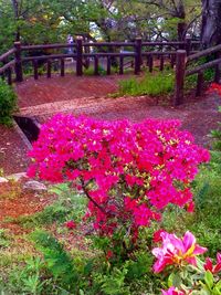 Pink flowers growing on tree