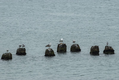 View of birds in sea