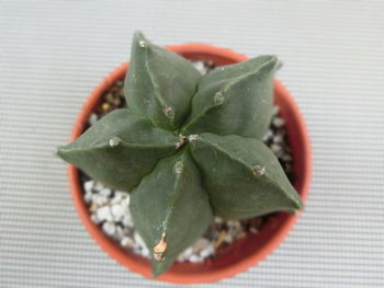 High angle view of succulent plant