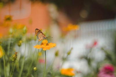 Close-up of butterfly pollinating on flower