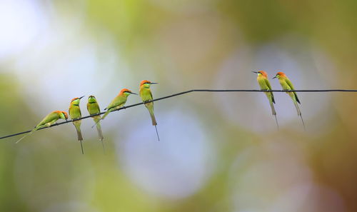 Many meropidae birds on a cable with a blurred background.