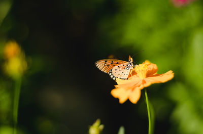 Close-up of butterfly pollinating on flower