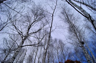 Low angle view of trees against sky