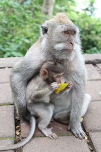 Two dogs eating outdoors