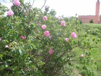 Close-up of pink flowers growing on tree