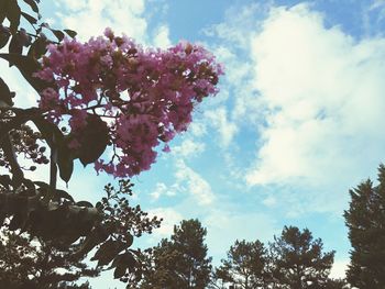 Low angle view of flower tree against sky