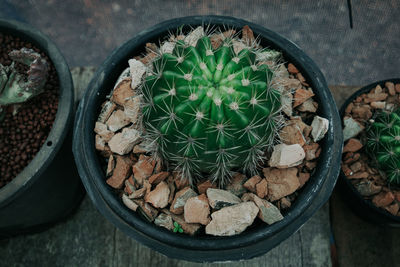 High angle view of potted plants