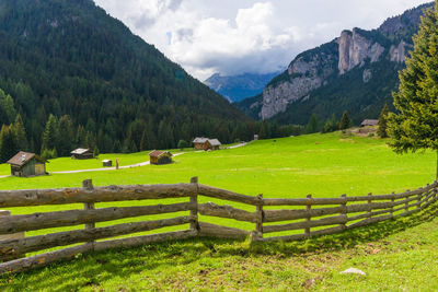 Scenic view of grassy field