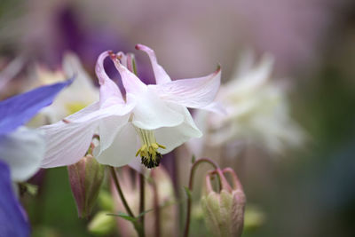 Close-up of purple flowering plant