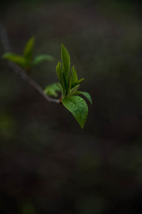 Green leaves