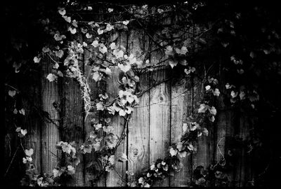 Close-up of tree trunk