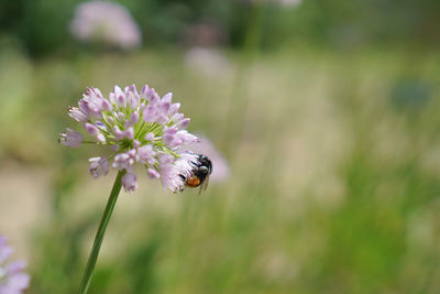 Close-up of bee pollinating on flower