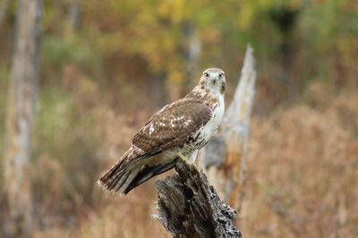 Close-up of owl perching on tree