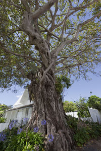 Low angle view of tree against sky