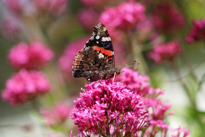 Butterfly on pink flower red admiral butterfly 