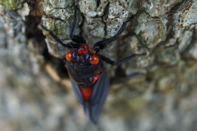 Close-up of insect on rock