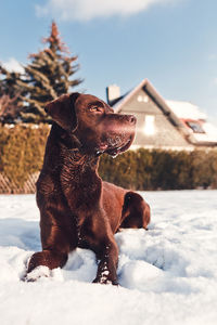 Dog on snow against sky